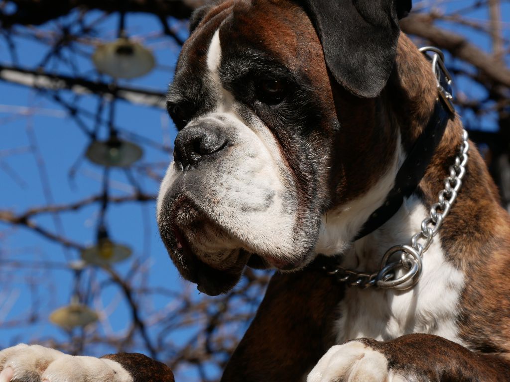 Gol De la Croix de Cazeneuve