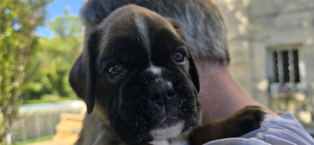 De La Vigne Du Barrou - Chiots disponibles - Boxer