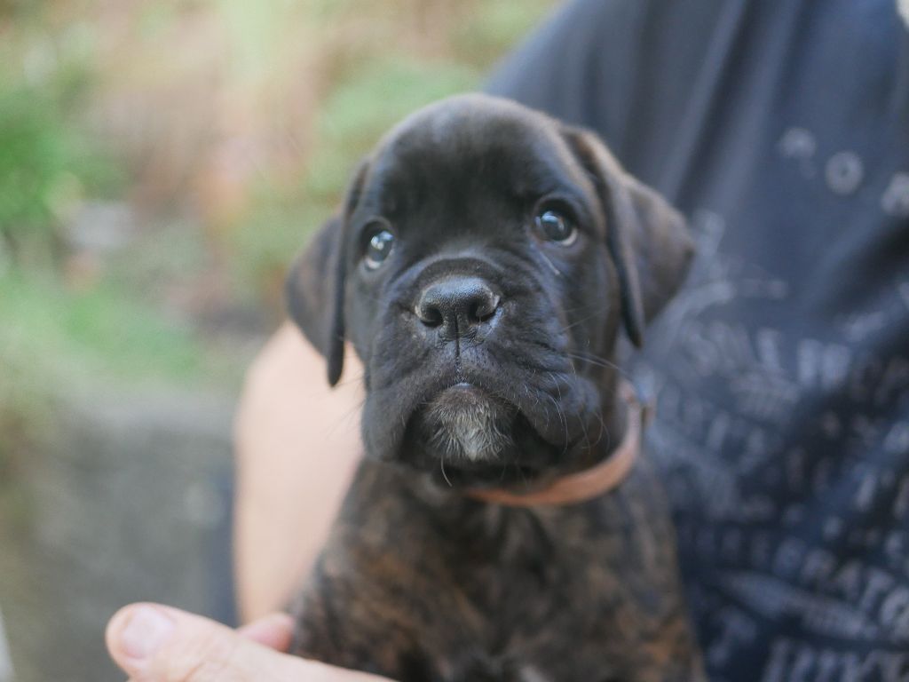 De La Vigne Du Barrou - Boxer - Portée née le 16/07/2022