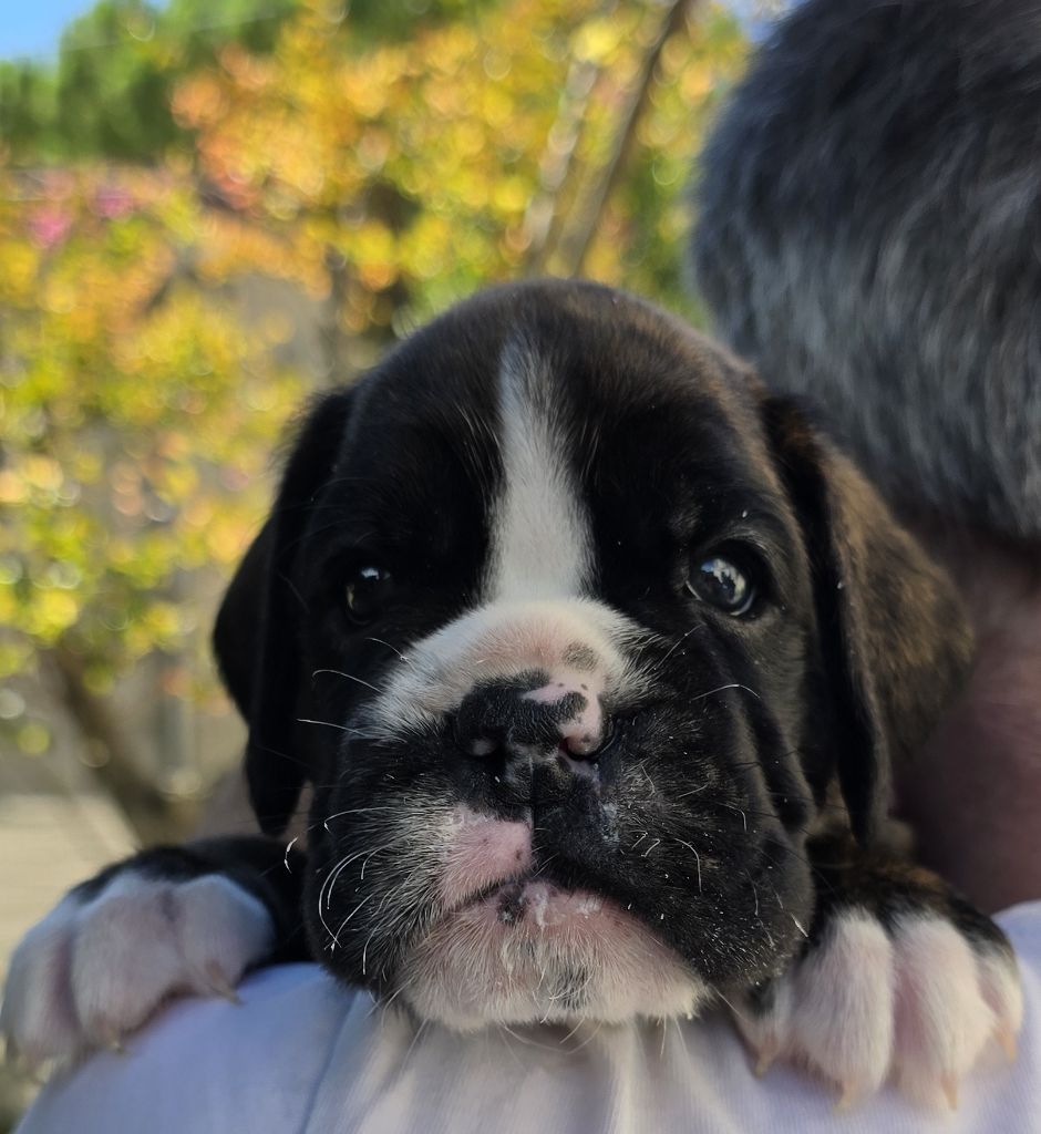 De La Vigne Du Barrou - Chiots disponibles - Boxer