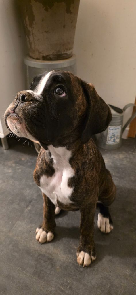 De La Vigne Du Barrou - Chiots disponibles - Boxer