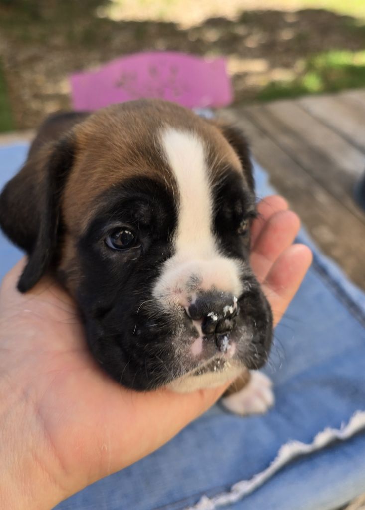 De La Vigne Du Barrou - Chiots disponibles - Boxer