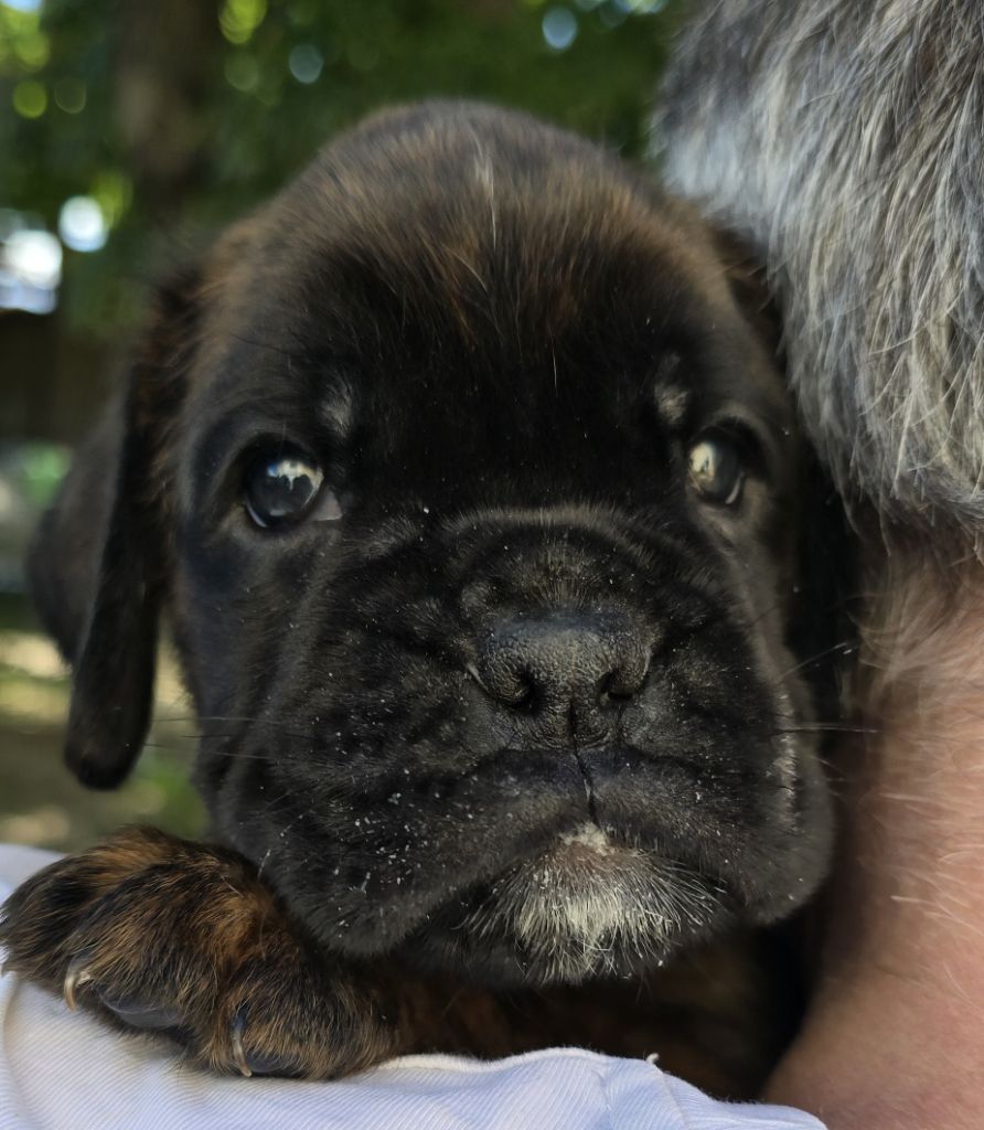 De La Vigne Du Barrou - Chiots disponibles - Boxer